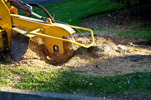 Waynesville, MO Tree Care  Company